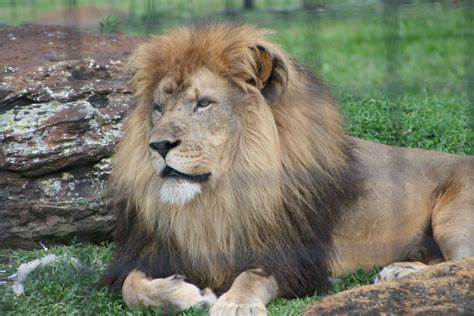 african lion  died  salinas rolling hills zoo  fungal