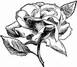 Rose Stamp Vintage Digital Clipart Stamps Flowers Illustration Transparent Background Flower Clip Digi Etc Freevintagedigistamps Pink Designs Rosa Color Will sketch template