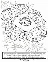 Rafflesia Corpse sketch template