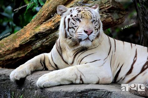 indian tiger white form white tiger bengal tiger panthera tigris