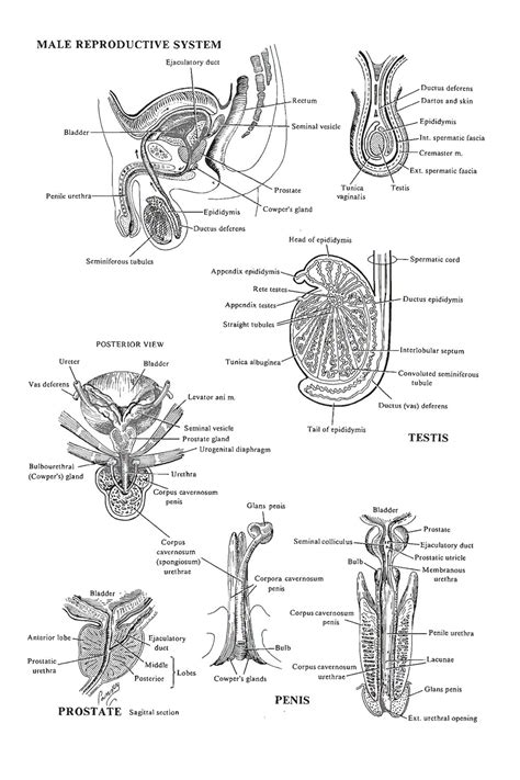 Chapter 2 The Male Reproductive System Review Of Medical Embryology