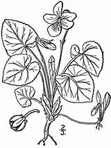 Viola Odorata Pnd Lvd Viod Namethatplant 1913 Usda Nrcs Britton Database Plants Brown sketch template