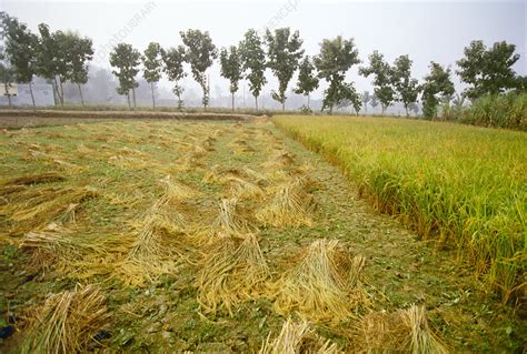 harvesting rice stock image  science photo library