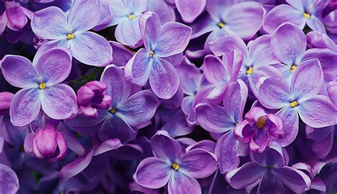 fleur violette fleurs de couleur violette