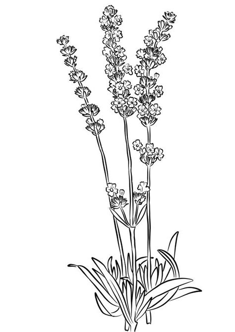 printable flower coloring pages coloring pages  kids coloring