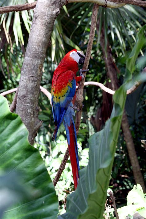 red macaw parrot  ryanhacking  deviantart