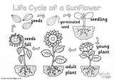 Sunflower Colouring Cycle Life Pages Seed Activity Sunflowers Flowers Tiny Become Grows sketch template