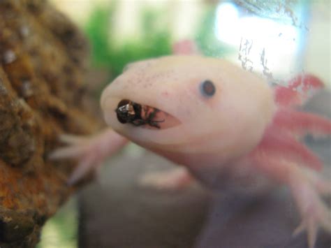 axolotl by alex butrick