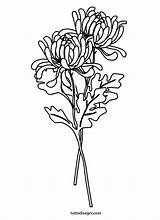 Coloring Chrysanthemums Stamps sketch template