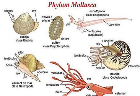 characters  classification  phylum mollusca