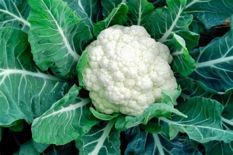 grow cauliflower