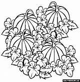 Pumpkin Coloring Patch Drawing Vine Halloween Pumpkins Fall Clipart Printable Autumn Thecolor Patches Getdrawings Para Harvest Projects Painting sketch template