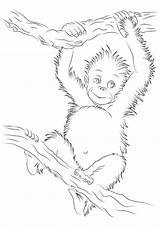 Orangutan Coloring Pages Printable Books Last Animal sketch template