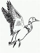 Duck Mallard Flying Drake Clipartmag sketch template