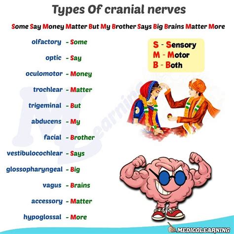 mnemonic devices  cranial nerves cranial nerves mn vrogueco