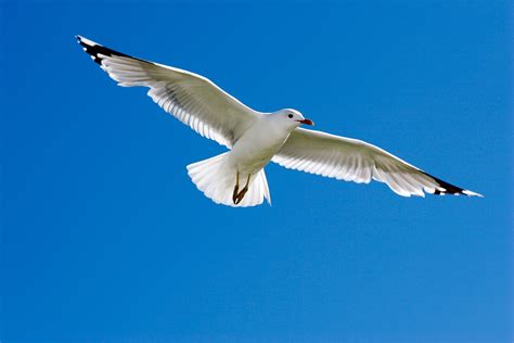 Fotos Gratis Pájaro Ala Ave Marina Gaviota Pico Vuelo