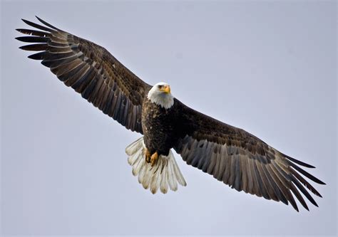 bald eagles bird population era duju wallpaper blog