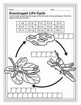 Grasshopper Cycle Life Grasshoppers Facts Grade Science Children Puzzles Cycles Worksheets Activities Puzzle 2nd Perplexing School Younger Easily Decode Designed sketch template