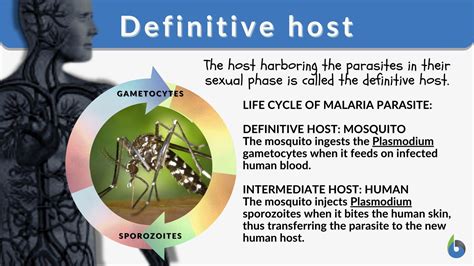 definitive host definition  examples biology  dictionary