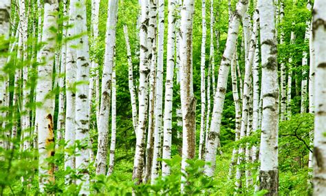 types  birch trees ideal   home