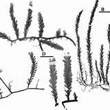 Caulerpa Morphological Esper Taxa sketch template