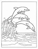 Delphine Zeigen Drei Delfin Ordnung Genügt Anderen Webbrowser Benutzen sketch template