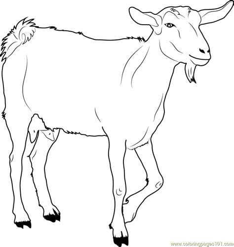 white goat coloring page  kids  goat printable coloring pages