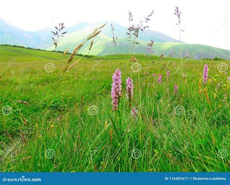 steppe flowers stock images   royalty