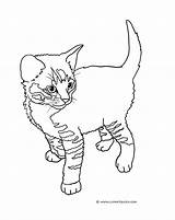 Coloring Cat Pages Kittens Tabby Cute Drawing Kitten Standing Cats Color Printable Print Drawings Little Clip Sheet Clipartqueen Getdrawings Two sketch template