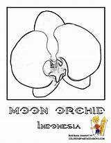 Coloring Indonesia Flower Orchid Kids Pages Moon Boys Designlooter Flowers 46kb 792px Yescoloring Choose Board sketch template