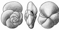 Afbeeldingsresultaten voor "globorotalia Scitula". Grootte: 201 x 104. Bron: www.mikrotax.org