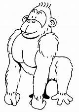 Gorilla Kleurplaten Tekenen Bezoeken Dierentuindieren Kleuterdigitaal Kp sketch template