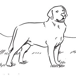 coloring pages   favorite dog breed animal drawings dog