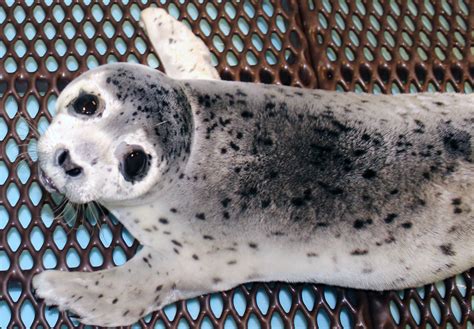 stranded spotted seal pup    alaska sealife center