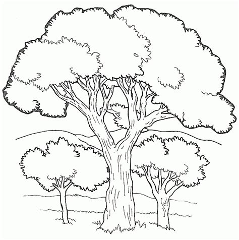 tree coloring pages tree  flowers  spring time picturesfrog