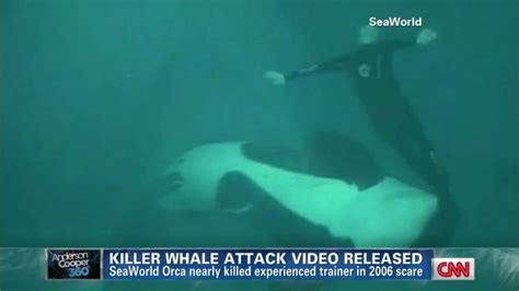 Video Reveals Seaworld Orca Attack Cnn