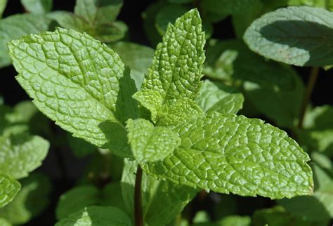 mint facts health benefits  nutritional