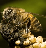 Image result for Africanized Honey Bee. Size: 176 x 185. Source: www.nwexterminating.com
