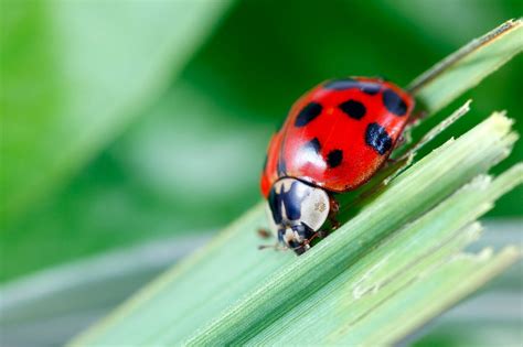 reasons  ladybugs   effective  pest control
