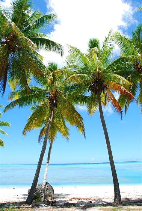 file palm trees polynesia wikimedia commons