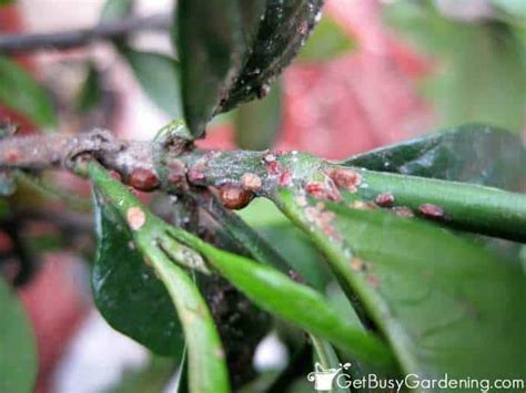how to get rid of bugs on houseplants get busy gardening