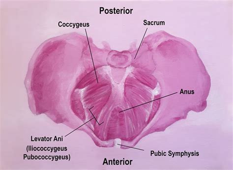 Pelvic Diaphragm Pelvic Floor Anatomy Anatomy Structure