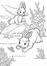 Conigli Coniglio Pianetabambini Versione sketch template