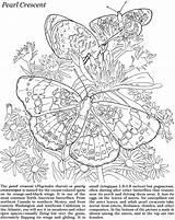 Coloring Pages Butterfly Advanced Dover Butterflies Choose Board Publications Doverpublications Crescent Morpho Pearl Blue sketch template