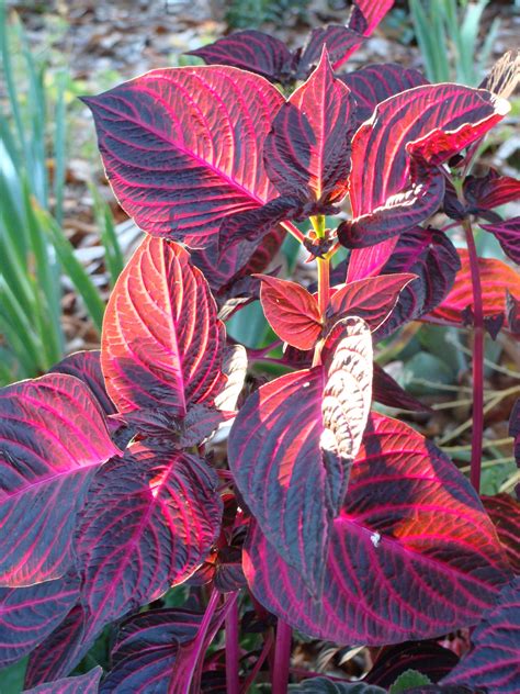 red leaf plants plants bp