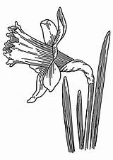 Osterglocke Daffodil Narciso Colorare Disegno Trompeta Selvaggio Ausmalbild Blumen Zeichnen Schulbilder Malvorlagen Ausmalen Ausmalbilder Wild Große Herunterladen Abbildung Ausdrucken Daffodils sketch template