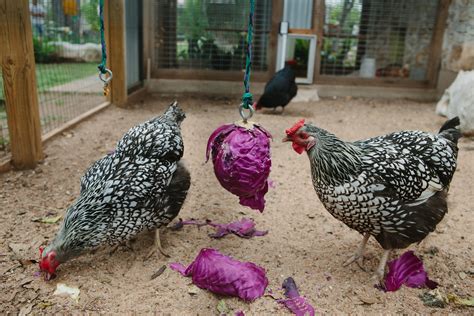 Should Texans Be Allowed To Own Backyard Chickens Texas Standard