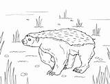 Badger Coloring sketch template