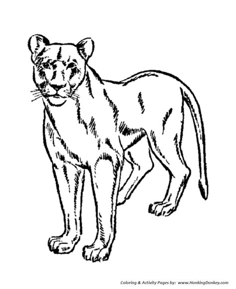 wild animal coloring pages female lion lioness coloring page