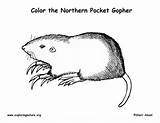 Gopher Pocket Coloring Northern Exploringnature sketch template